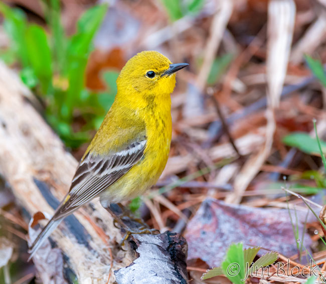 EH648Q--Pine-Warbler