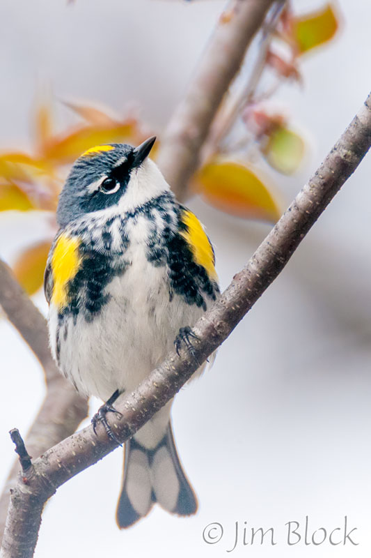 EH649F--Yellow-rumped-Warbler