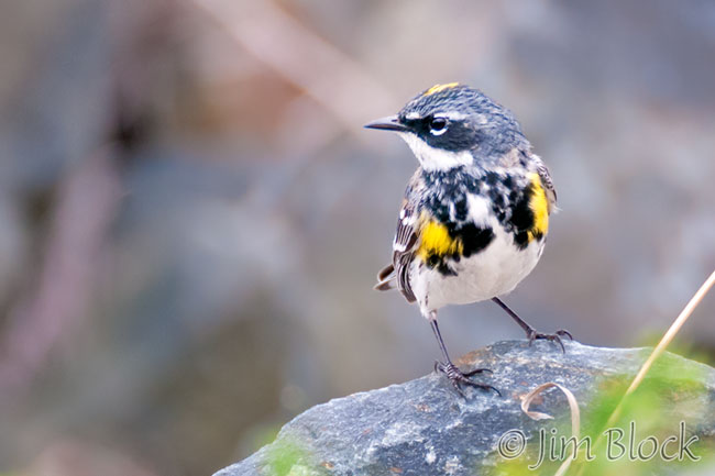 EH649M--Yellow-rumped-Warbler