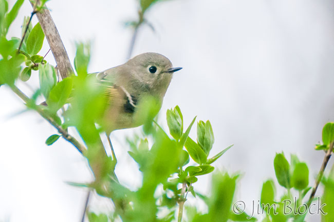 EH650A--Ruby-crowned-Kinglet