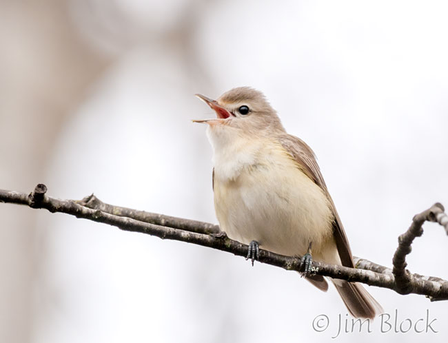 EH657Q--Warbling-Vireo