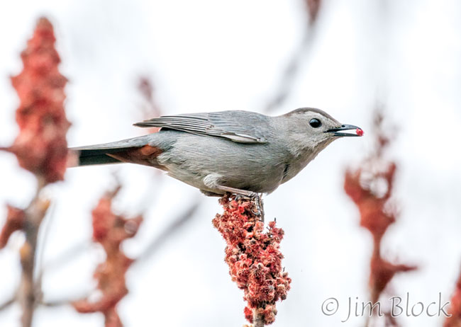 EH663M--Gray-Catbird