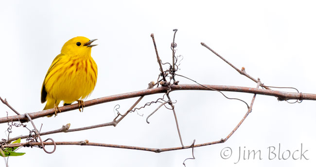 EH669Q--Yellow-Warbler