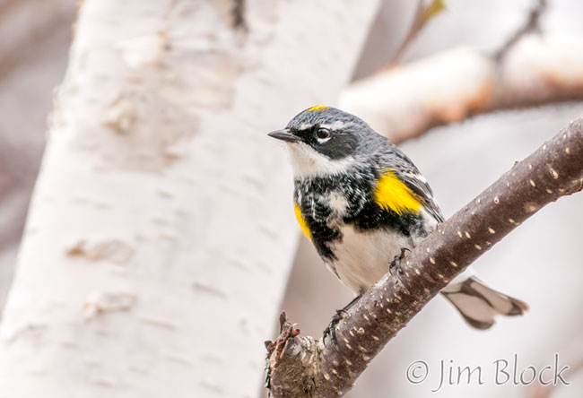 EH670N--Yellow-rumped-Warbler