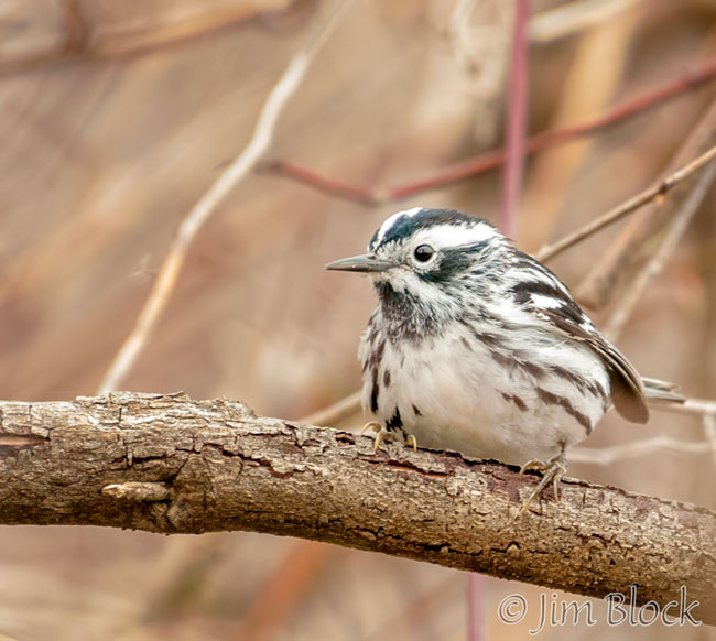 EH672J--Black-and-White-Warbler