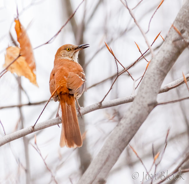 EH674C--Brown-Thrasher