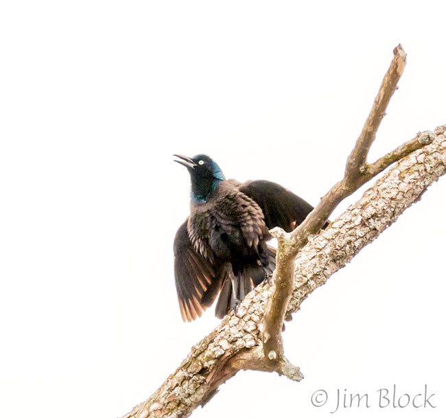 EH675G--Common-Grackle