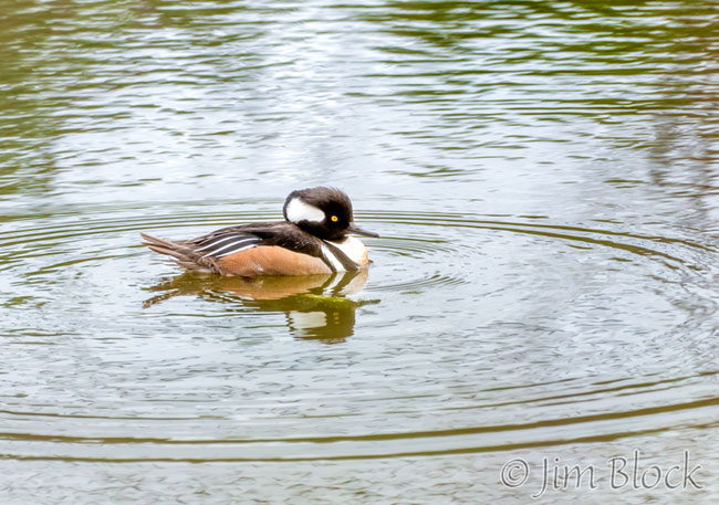 EH676F--Hooded-Merganser