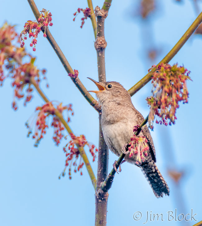 EH680F--House-Wren
