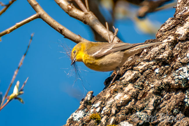 EH683F--Pine-Warbler