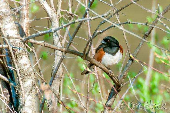 EH689A--Eastern-Towhee