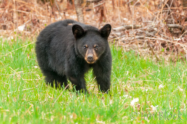 EH705K--Black-Bear