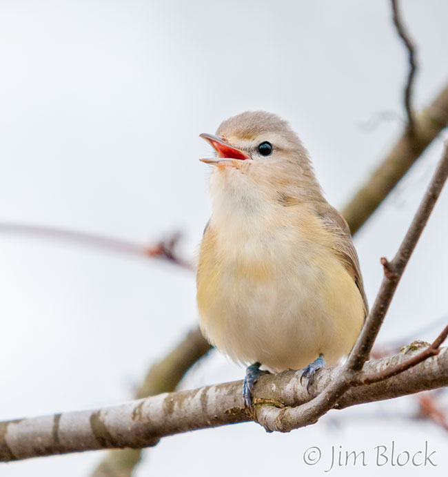 EH709P--Warbling-Vireo
