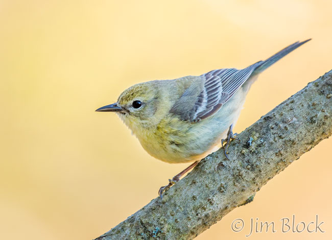 EH724H--Pine-Warbler