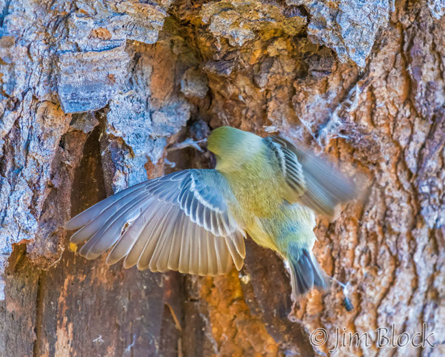 EH724K--Pine-Warbler