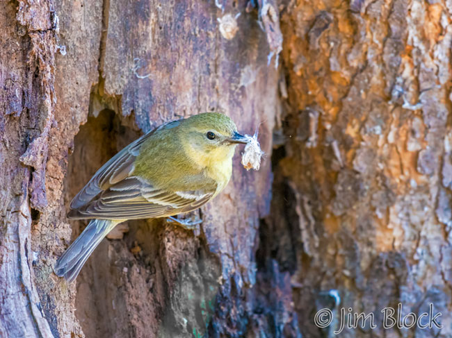 EH724V--Pine-Warbler