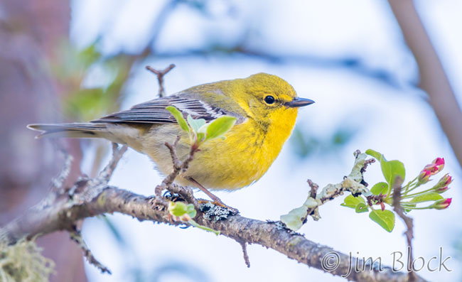 EH725F--Pine-Warbler