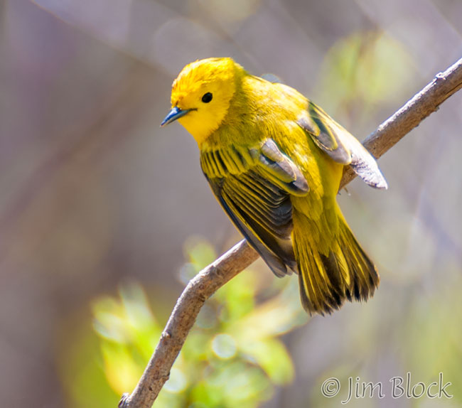 EH726B--Yellow-Warbler