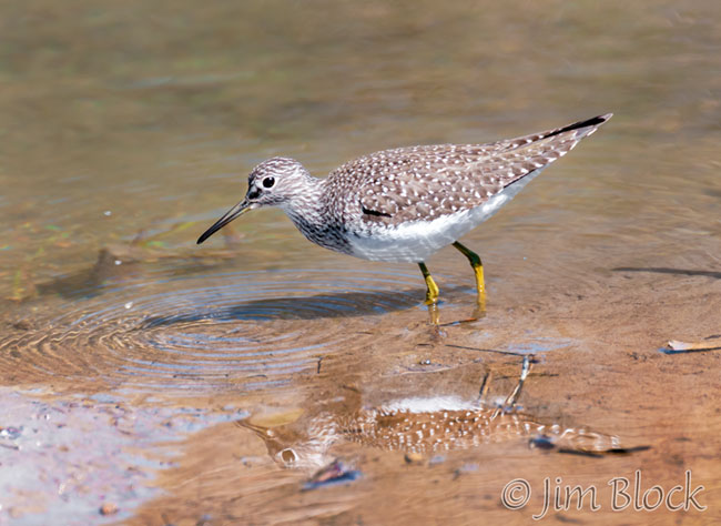 EH729R--Solitary-Sandpiper