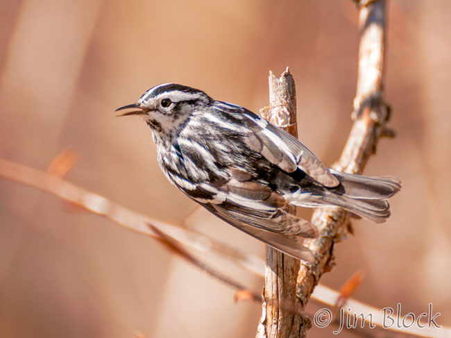 EH731E--Black-and-White-Warbler