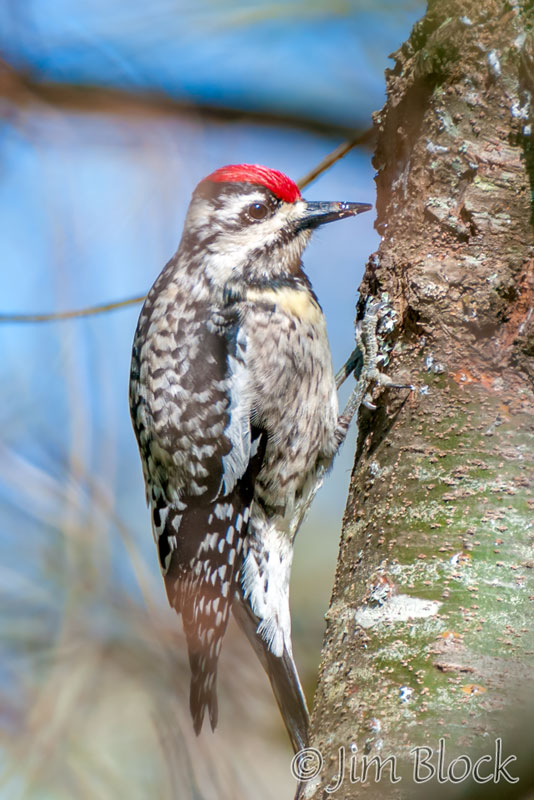 EH734I---Yellow-bellied-Sapsucker