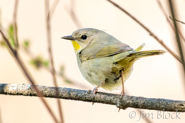 EH753A--Common-Yellowthroat