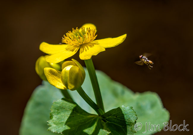 EH760--Bee-at-Marsh-Marigold