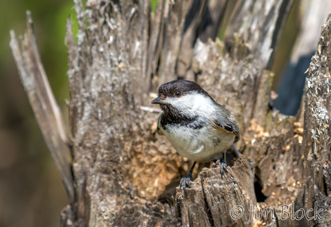 EH777H--Black-capped-Chickadee-at-Nest-Hole