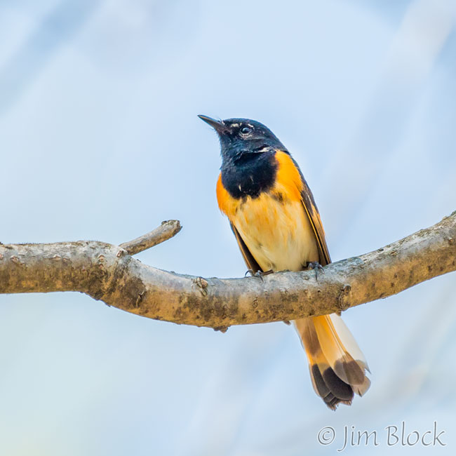 EH778I-American-Redstart