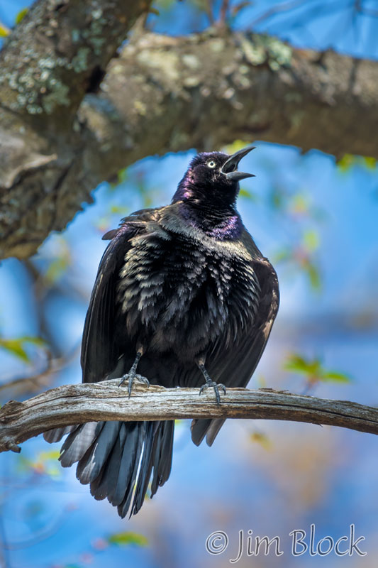 EH780G--Common-Grackle