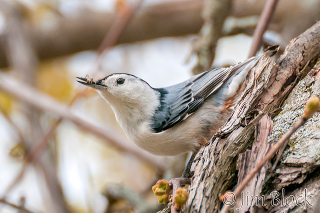 EH787C--White-breasted-Nuthatch
