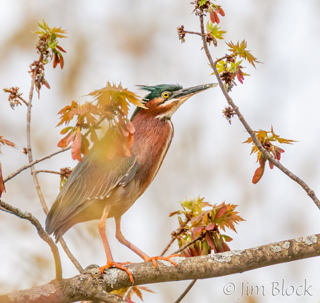 EH791D--Green-Heron