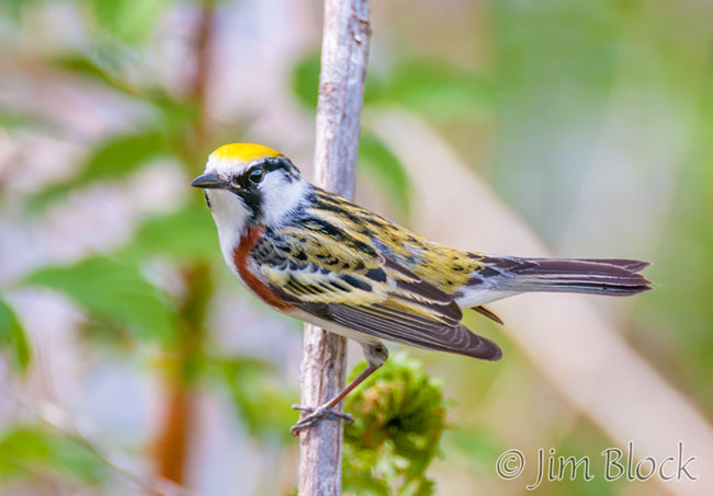 EH796S---Chestnut-sided-Warbler