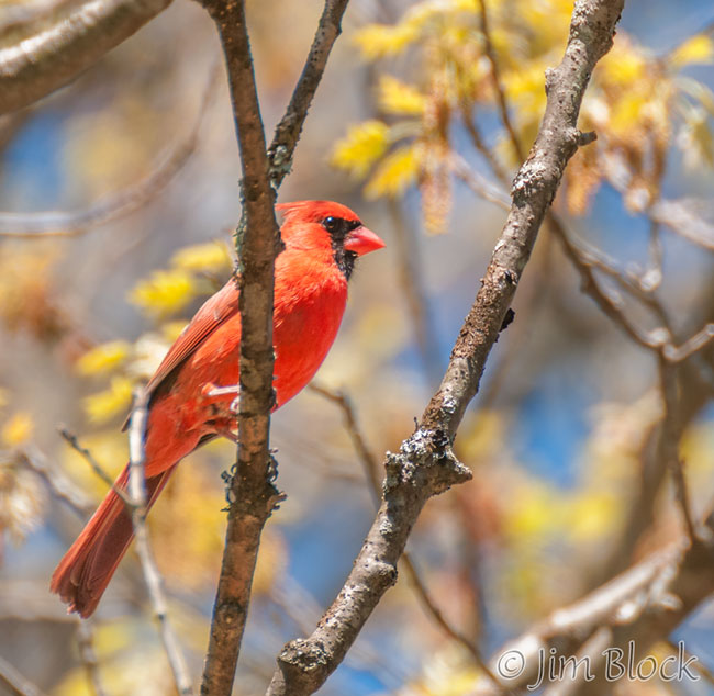 EH826A--Northern-Cardinal