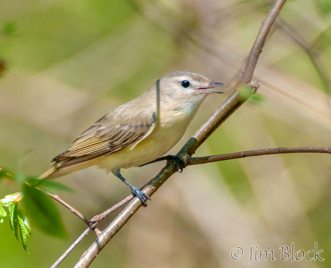 EH827O--Warbling-Vireo
