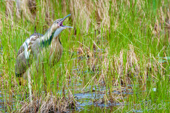 EH845M--American-Bittern