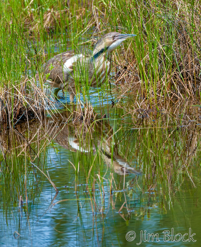 EH847B--American-Bittern