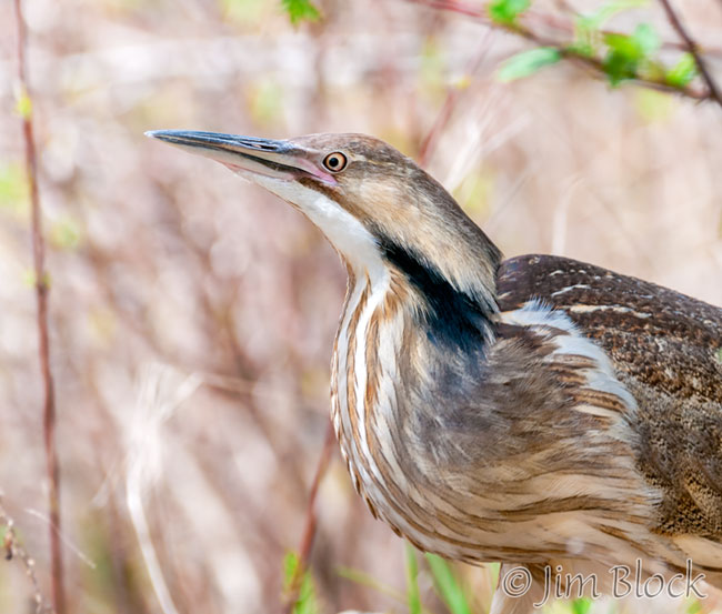 EH848X--American-Bittern