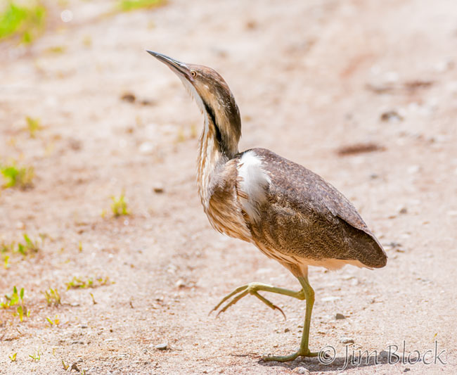 EH853B--American-Bittern-crossing-road