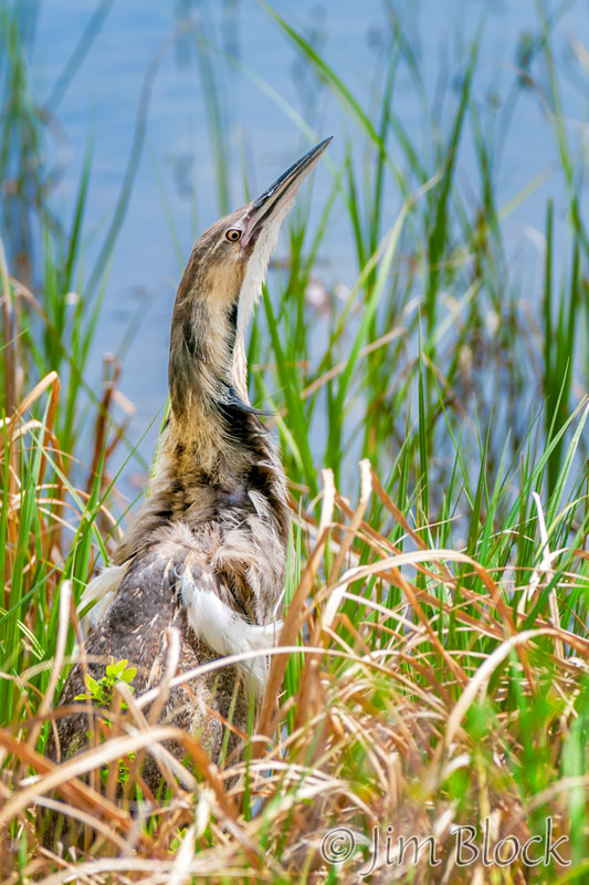 EH854K--American-Bittern