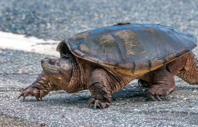 EH855G--Snapping-Turtle