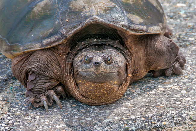 EH855R--Snapping-Turtle