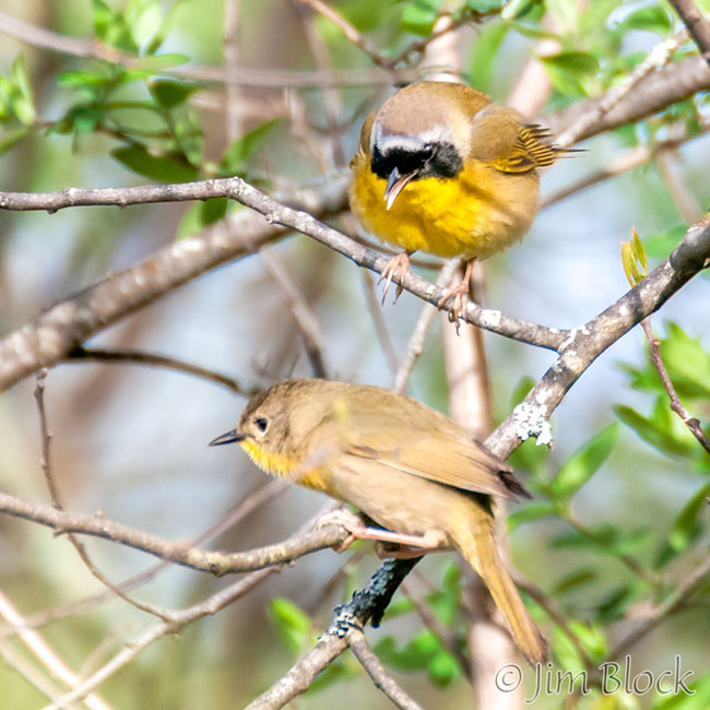 EH881D-Common-Yellowthroat