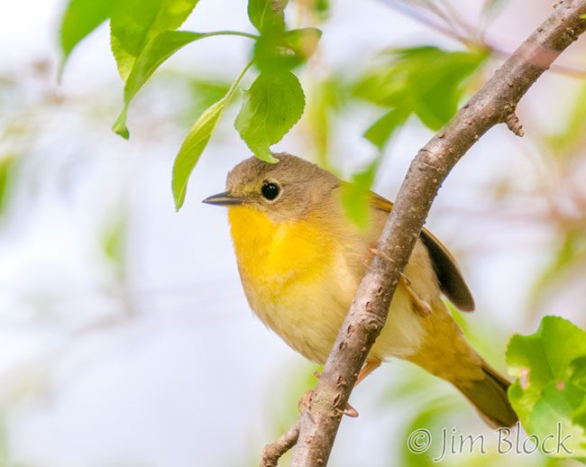 EH882N-Common-Yellowthroat
