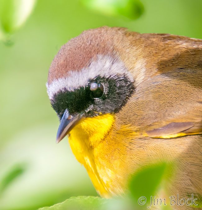 EH883G-Common-Yellowthroat