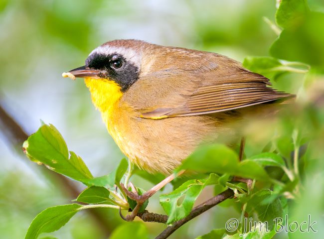 EH883K-Common-Yellowthroat