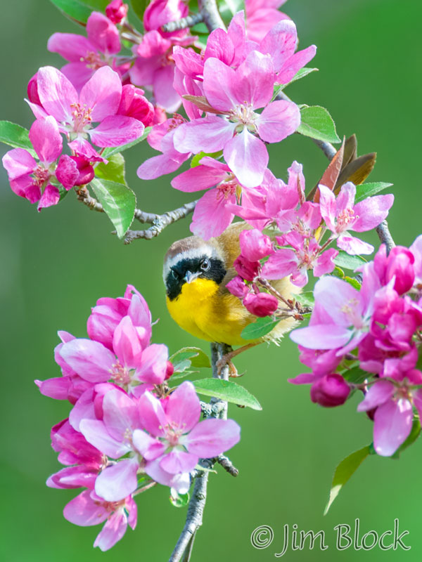 EH884D-Common-Yellowthroat