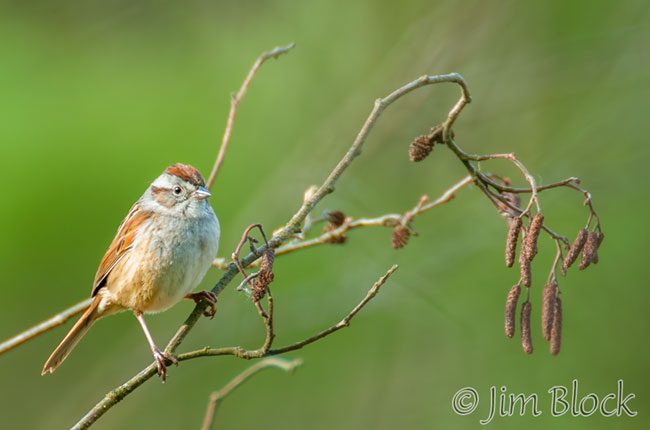 EH887B--Chipping-Sparrow