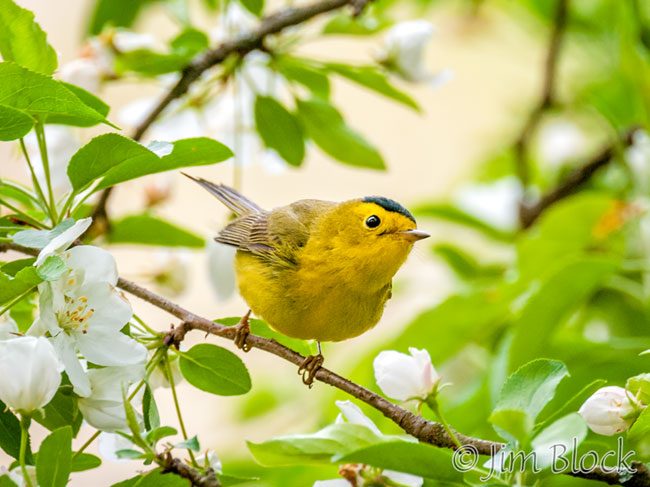 EH889I--Wilsons-Warbler