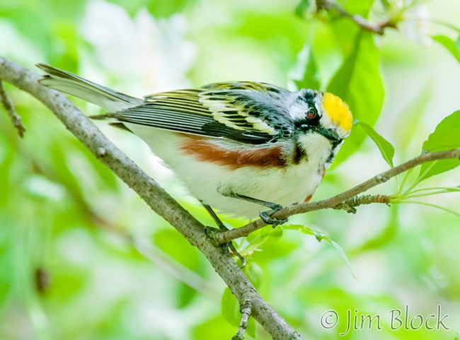 EH892K--Chestnut-sided-Warbler
